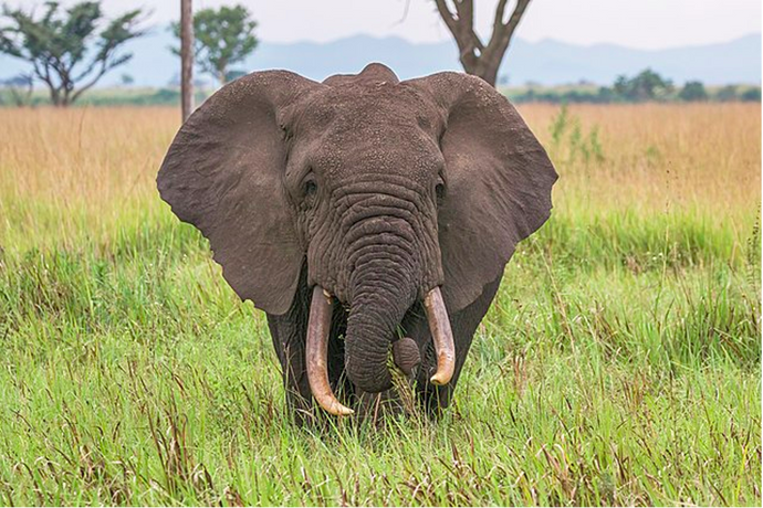 Small but Powerful: Elephant's Makeover
